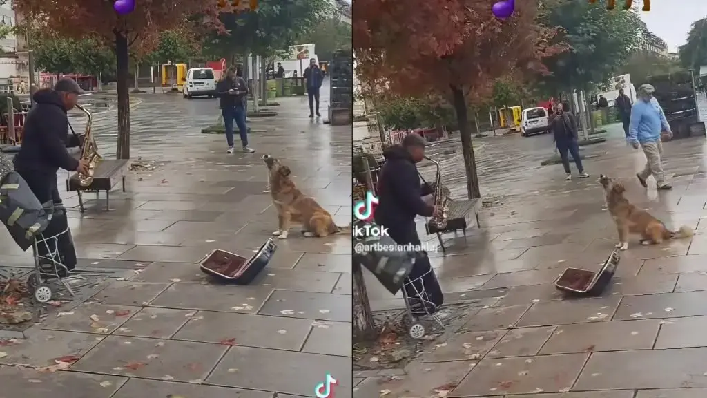 Qeni i rrugës “këndon” në mes të sheshit të Prishtinës