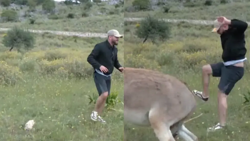 gledis ferma vip 40350-34