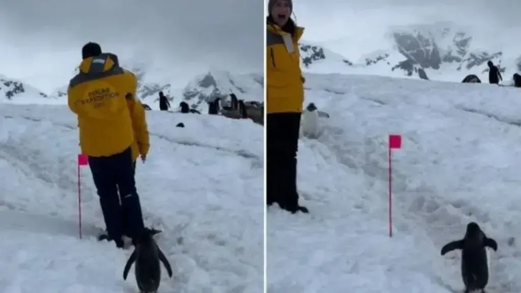 pinguinet e sjellshem b 237590