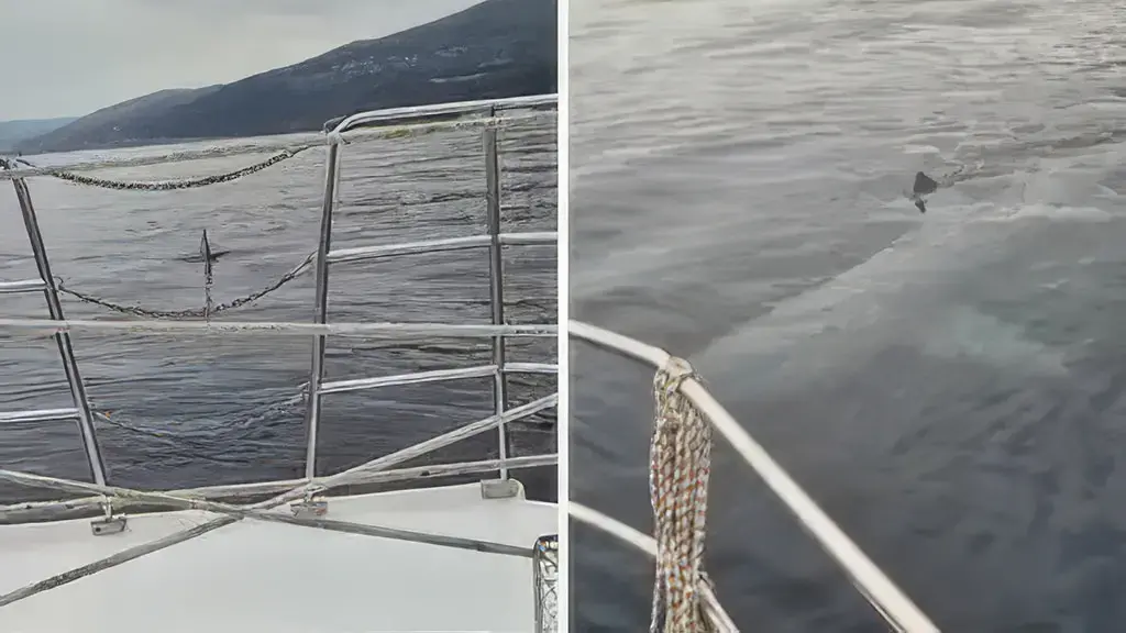 Pamje mahnitëse e një peshkaqeni gjigant në brigjet e Adriatikut