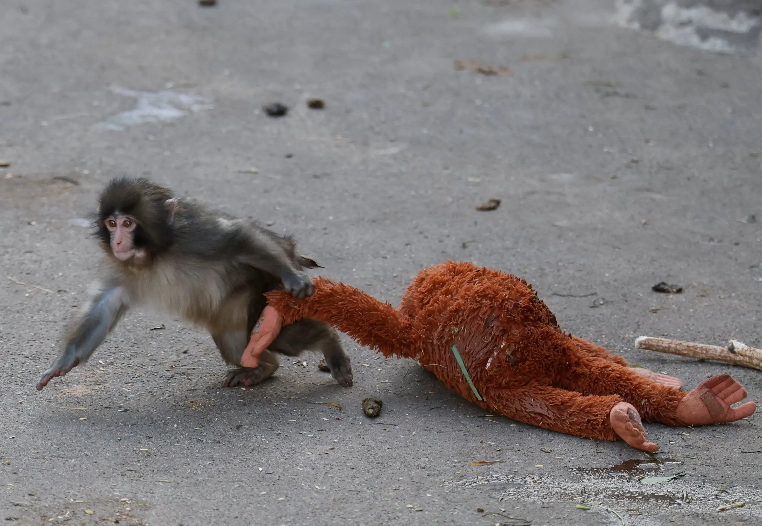 A baby Japanese macaque named Punch drags a stuffed orangutan at Ichikawa City Zoo, in Ichikawa, Chiba Prefecture, Japan, February 19, 2026. REUTERS/Kim Kyung-Hoon
